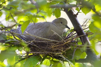Foto Türkentaube beim Brüten (Streptopelia decaocto) - Eurasian collared  dove in a nest Bild #1901857